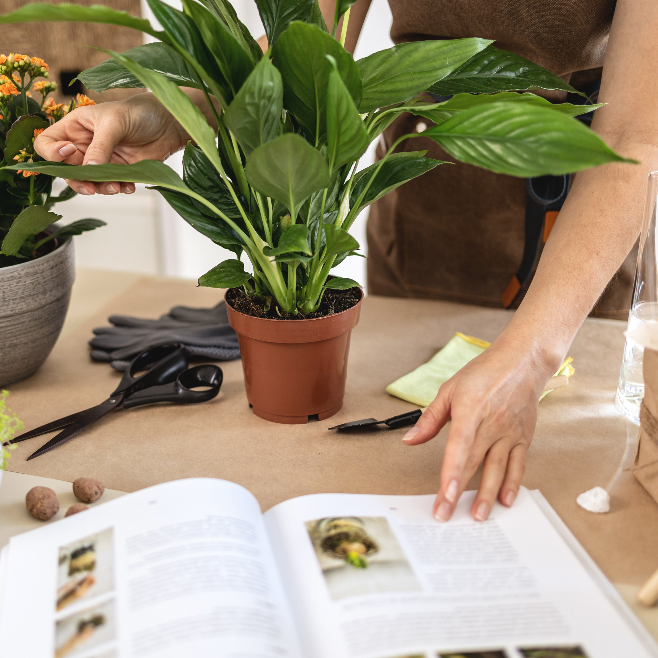 2024 Seed Library Website Images